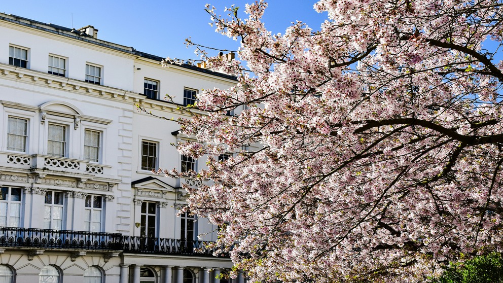 Cherry blossom outside a UK property - a property blog by Webbs Estate Agent in the Midlands.